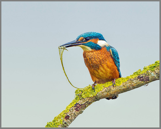 Kingfisher (Alcedo atthis), Upton Warren, June 2013