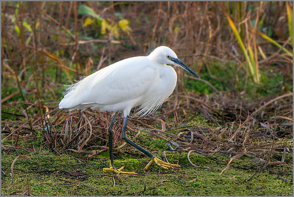 Little Egret (Egretta garzetta), Upton Warren NR, November 2015
