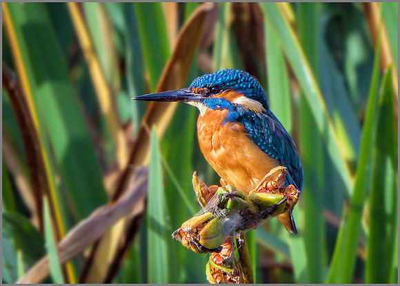 Common Kingfisher (Alcedo atthis), Upton Warren NR, September 2015