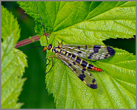 Female Scorpion Fly (Panorpa communis), Monk Wood, 18 June 2013