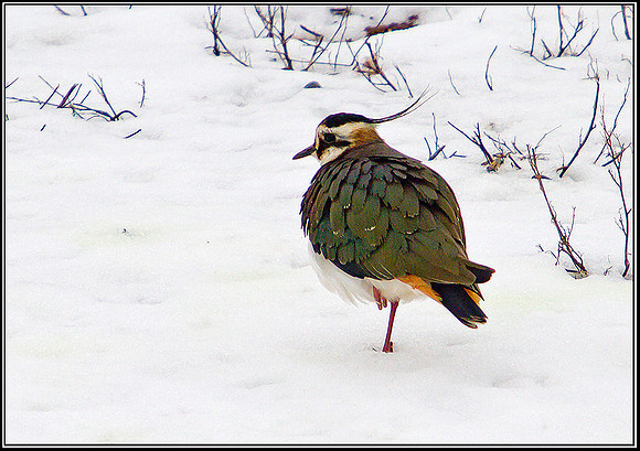 Lapwing, Upton Warren Moors, 06 February 2012