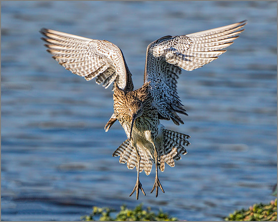 Curlew (Numenius arquata), Upton Warren NR, October 2015