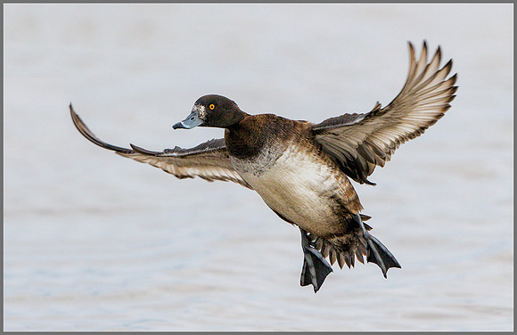 Female Tufted Duck (Aythya fuligula), Slimbridge WWT, January 2016