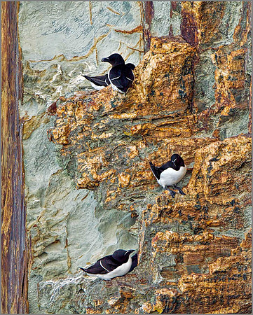 Razorbills (Alca torda), Anglesey, June 2013