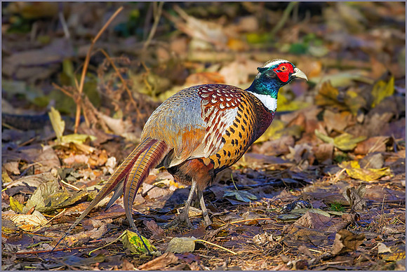 Cock Pheasant (Phasianus colchicus), December 2015
