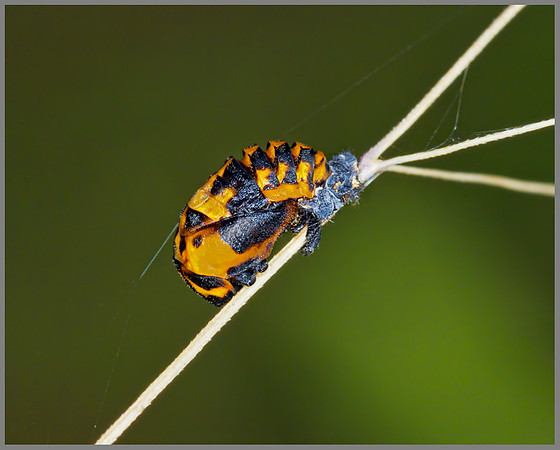 Harlequin Ladybird (Harmandia axyridis) Pupa, Chaddesley Wood, August 2013