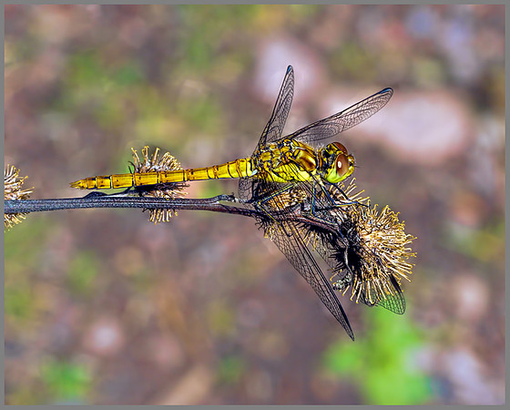 Immature Male Common Darter (Sympetrum striolatum), Chaddesley Wood, 04 August 2013 nhm