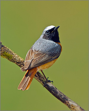 Male Redstart (Phoenicurus phoenicurus), Wales, 22 May 2013