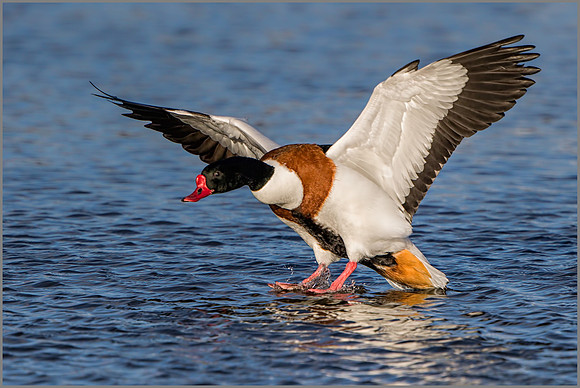 Drake Shelduck (tadorna tadorna), Slimbridge WWT January 2016