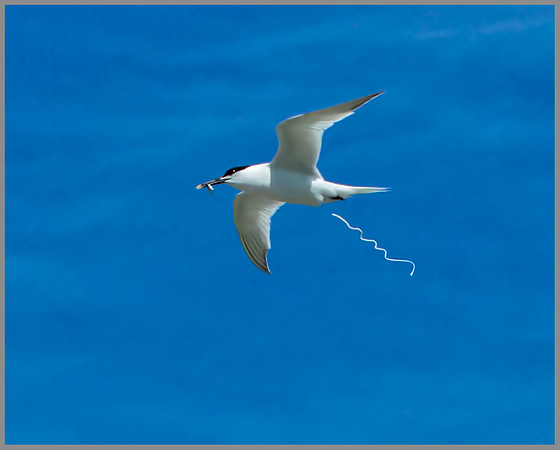 Sandwich Tern (Sterna sandvicensis), Anglesey, June 2013