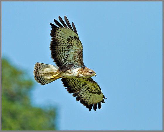 Common Buzzard (Buteo buteo), Wales, July 2013