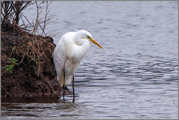 Great White Egret (Ardea alba), Upton Warren NR, December 2015