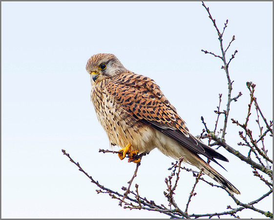 Kestrel, Bromsgrove, 17 January 2012