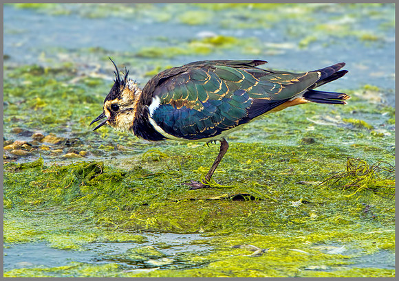 Lapwing (Vanellus vanellus), Upton Warren, August 2013