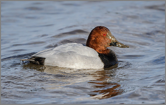 Drake Common Pochard (Aythya ferina), Slimbridge WWT January 2016