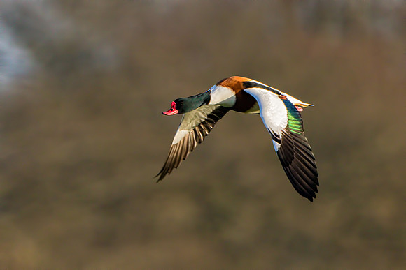 Common Shelduck (Tadorna tadorna), Slimbridge WWT, December 2015