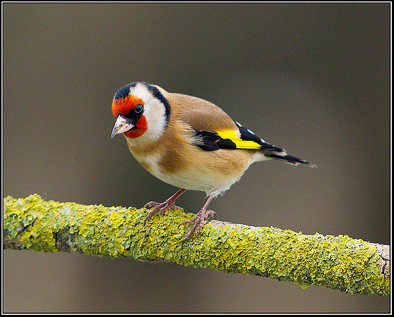 Goldfinch, Bromsgrove, 17 January 2012