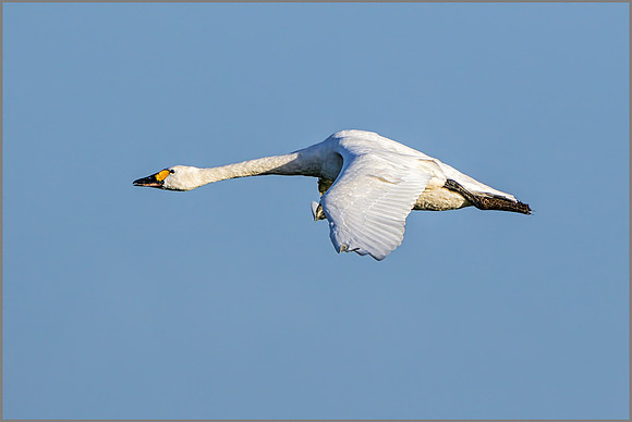 Bewick's Swan (Cygnus columbianus bewickii), Slimbridge WWT, December 2015
