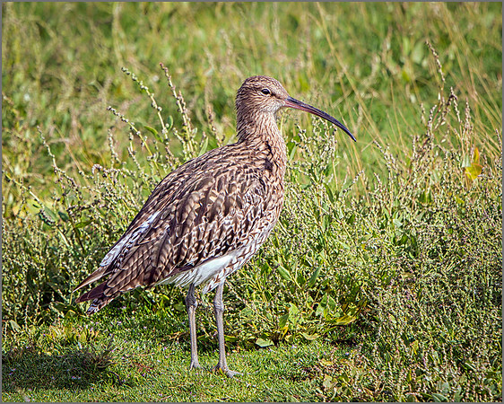 Eurasian Curlew (Numenius arquata), Upton Warren NR, 29 August 2015
