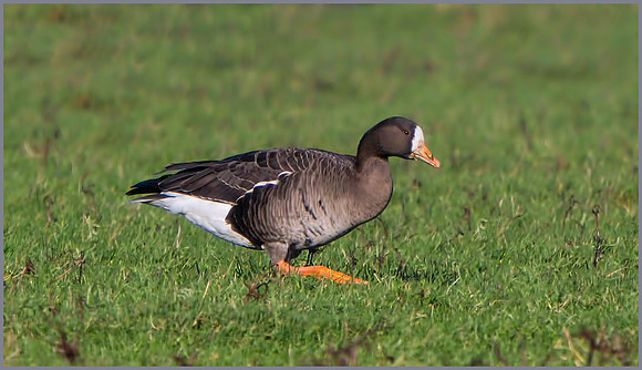 Greenland White-fronted Geese (Anser albifrons flavirostris), Slimbridge WWT, December 2015