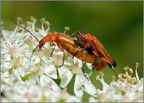 Soldier Beetles (Rhagonycha fulva) mating, Chaddesley Wood NR, July 2014