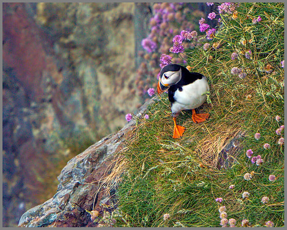 Puffin (Fratercula arctica), Anglesey, June 2013
