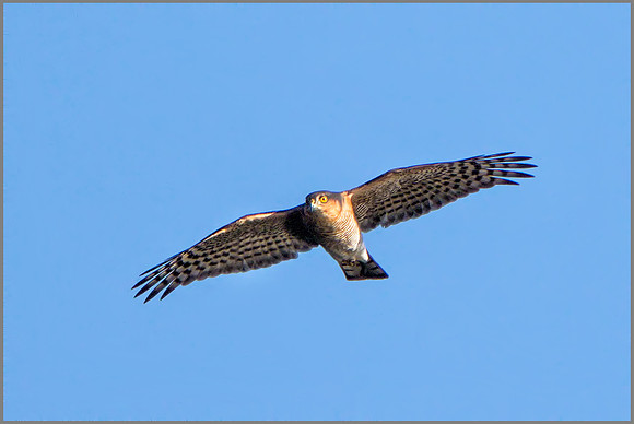 Eurasian Male Sparrowhawk (Accipiter nisus), Upton Warren NR, September 2015