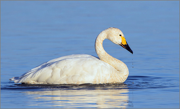 Bewick's Swan (Cygnus columbianus bewickii), 08 December 2015_4727