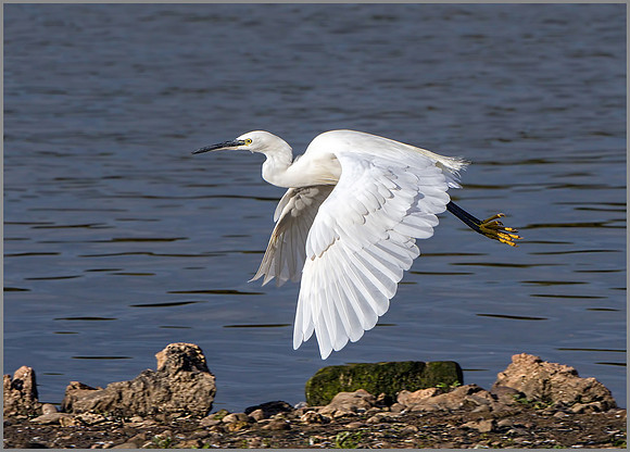 Little Egret (Egretta garzetta), Upton Warren NR, September 2015