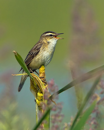 Sedge Warbler (Acrocephalus schoenobaenus), Marsh Lane, July 2013