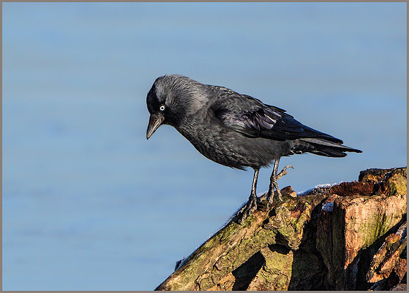 Jackdaw (Corvus monedula), Slimbridge WWT, January 2016
