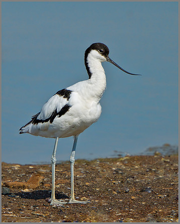 Avocet (Recurvirostra avosetta), Upton Warren Flashes, 01 August 2013