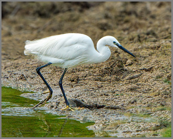 Little Egret (Egretta garzetta), Slimbridge, June 2013