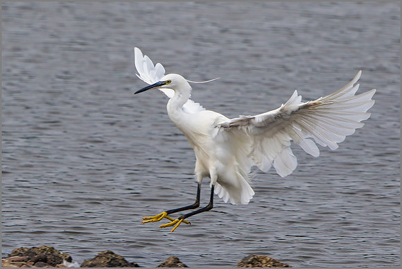 Little Egret (Egretta garzetta), Upton Warren NR, September 2015