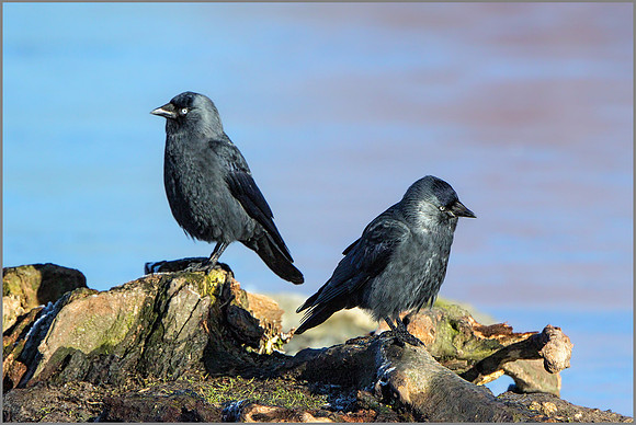 Jackdaws (Corvus monedula), Slimbridge WWT, January 2016