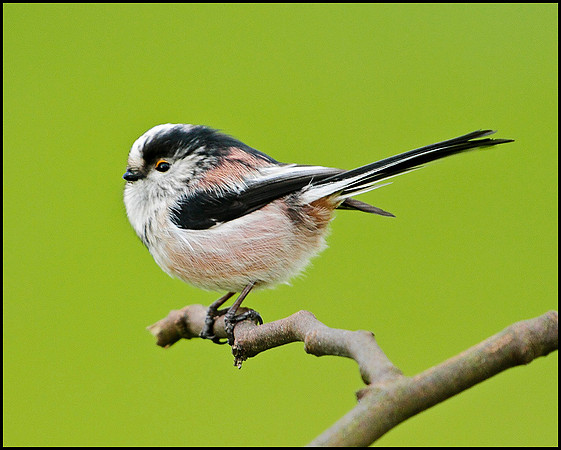 Long-tailed Tit, Bromsgrove, 18 December 2009