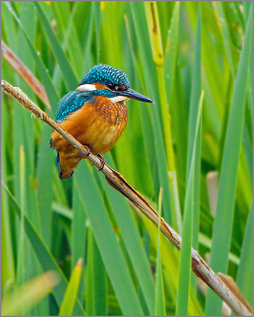 Kingfisher (Alcedo atthis), Upton Warren, June 2013
