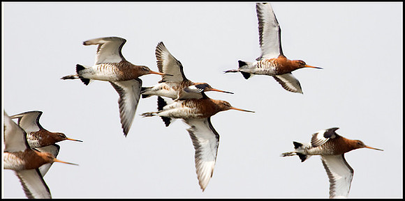 Black-tailed Godwits, Snettisham, April 2009