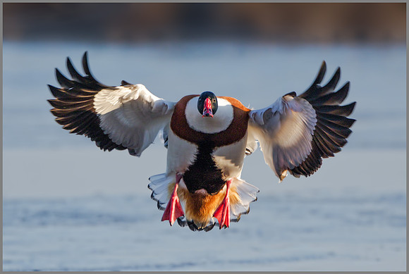 Drake Shelduck (tadorna tadorna), Slimbridge WWT January 2016