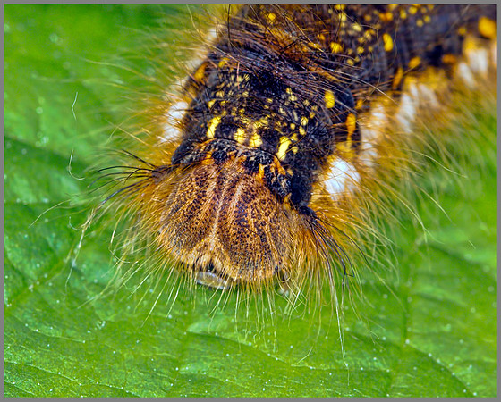 'The Drinker' Larva (Euthrix potatoria), Eggar Moth Family, Monk Wood, 18 June 2013