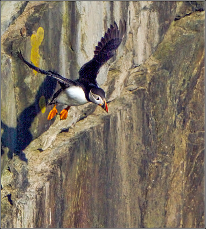 Puffin (Fratercula arctica), Anglesey, June 2013