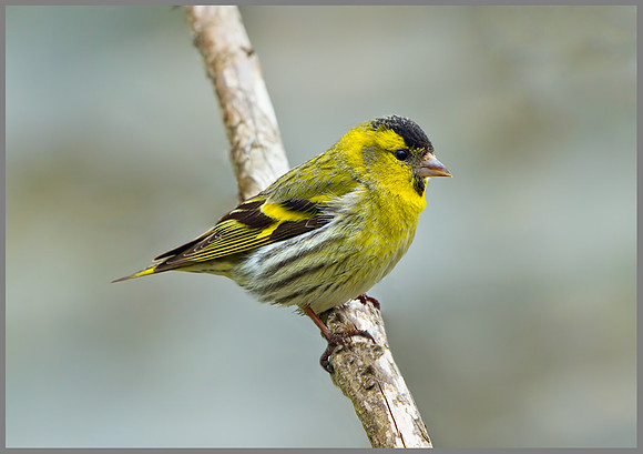 Siskin (Carduelis spinus), Wales, 22 May 2013