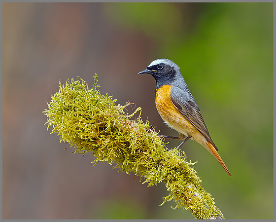 Male Redstart (Phoenicurus phoenicurus), Wales, 22 May 2013