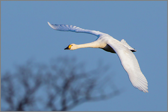 Bewick's Swan (Cygnus columbianus bewickii), 08 December 2015_4668