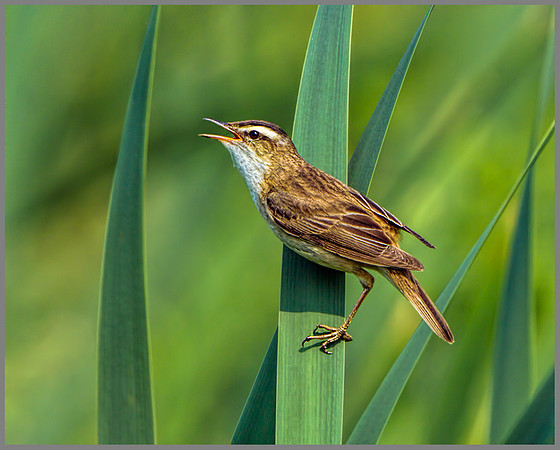 Sedge Warbler (Acrocephalus schoenobaenus), Marsh Lane, July 2013