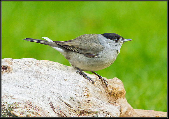 Blackcap, Garden, 19 February 2012