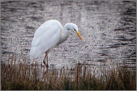 Grteat White Egret (Ardea alba), Upton Warren NR, January 2016