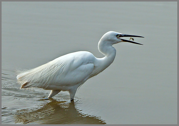 Little Egret (Egretta garzetta), Slimbridge, June 2013