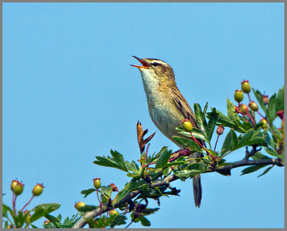 Sedge Warbler (Acrocephalus schoenobaenus), Marsh Lane, July 2013