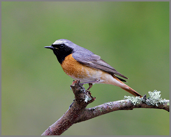Male Redstart (Phoenicurus phoenicurus), Wales, 22 May 2013